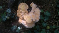 Woodland fungus Chicken of the woods Wallpaper
