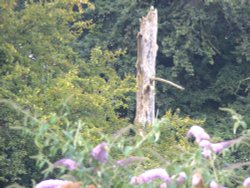 Twilight years Wallpaper