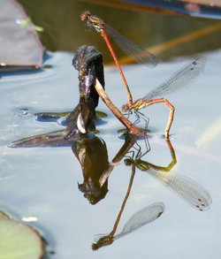 on the school pond a few years ago