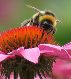 a bee eastcote house gardens