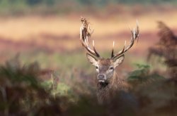 Red Deer