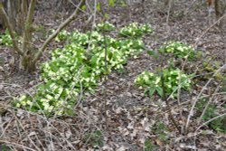 Primroses at Marks Hall Estate, Coggeshall Wallpaper