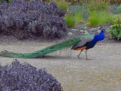 Marks Hall Estate, Coggeshall Wallpaper