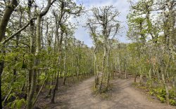 Marks hall Estate Garden Wallpaper