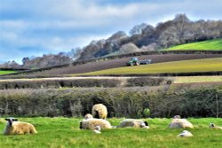 Ploughing at Broome Wallpaper