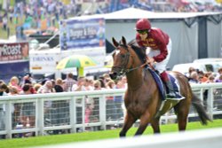 Cantering Up to the Start Line for the Epsom Derby