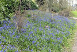 Riverhill Himalayan Garden Wallpaper