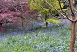 Riverhill Malayan Garden in Sevenoaks Wallpaper