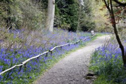 Riverhill Malayan Garden in Sevenoaks Wallpaper