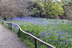 Riverhill Malayan Garden in Sevenoaks Wallpaper