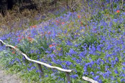 Riverhill Malayan Garden in Sevenoaks Wallpaper