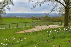 Riverhill Malayan Garden in Sevenoaks Wallpaper