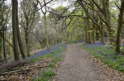 Riverhill Malayan Garden in Sevenoaks Wallpaper