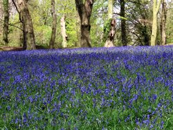 Bluebells