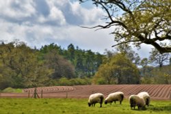 Potato furrows at Bromfield. Wallpaper