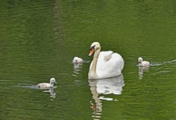 Swans on the Octagon Lake at Stowe Gardens