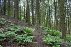 Woodland Walk near Llanishen Wallpaper