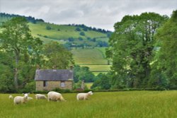 Derelict Cottage above Aston on Clun in the Shropshire Hills.