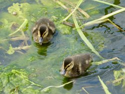 Cute Ducklings on the Great Ouse at Houghton, Cambridgeshire
