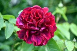 Woolbeding Gardens Wallpaper