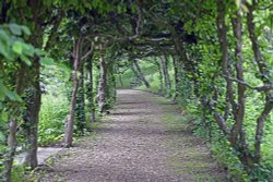 Woolbeding Gardens - Hornbeam Tunnel