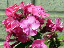 Phlox