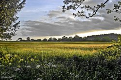 Spring into Summer Wallpaper