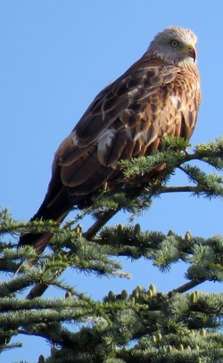 red kite