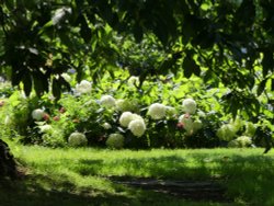 Hydrangeas in Greenwich Park Flower Garden Wallpaper