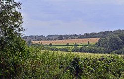 Langley Vale Wallpaper