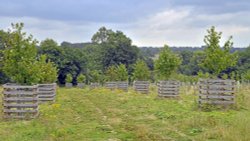 Langley Vale Wood Wallpaper