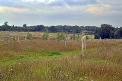 Langley Vale Woods, the regiment of trees Wallpaper