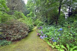 Doddington Place Woodland Walk Wallpaper