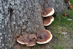 Doddington Place Woodland Walk Wallpaper