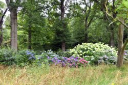 Doddington Place Woodland Walk Wallpaper