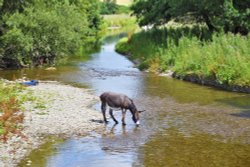Quenching his thirst. Wallpaper