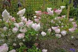 Borde Hill Garden Wallpaper