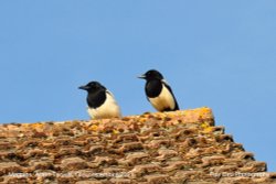 Magpies, Acton Turville, Gloucestershire 2021 Wallpaper