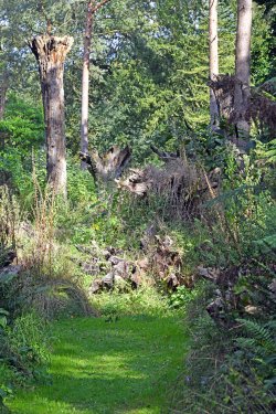The Stumpery, Raveningham Gardens