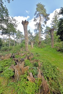 The Stumpery, Raveningham Gardens
