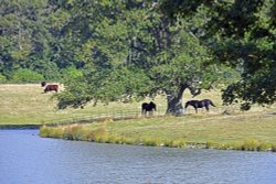 The Lake at Raveningham Gardens Wallpaper
