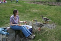 Feeding the geese at Tarn Hows