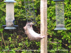 Rat on Bird Feeder, Acton Turville, Gloucestershire 2021 Wallpaper