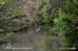 River Avon, Malmesbury, Wiltshire 2021