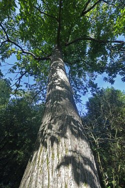 Goodnestone Park Gardens