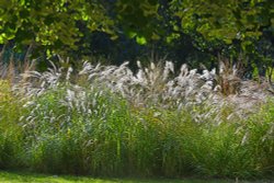 Goodnestone Park Gardens Wallpaper