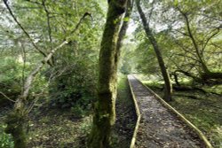 Boardwalk in the grounds of Newton House, Dinefwr Wallpaper