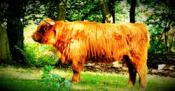 Highland Cattle Cobham Woods Wallpaper