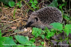 Hedgehog, Acton Turville, Gloucestershire 2021 Wallpaper
