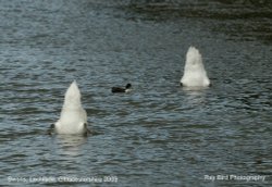 Swans on River Thames, Lechlade, Gloucestershire 2009